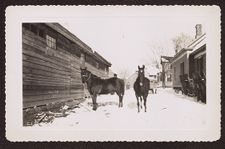 Photographs of Agriculture and Animals