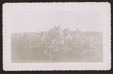 Photographs of Agriculture and Animals
