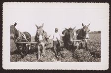 Photographs of Agriculture and Animals