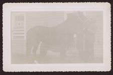Photographs of Agriculture and Animals