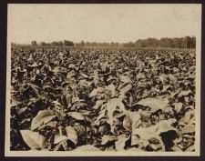 Photographs of Agriculture and Animals
