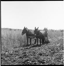 Plowing fields