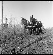 Plowing fields