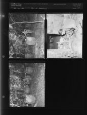 Still at Grimesland (3 Negatives) September - December 1955, undated [Sleeve 13, Folder b, Box 8]