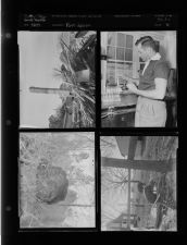 Farm edition (4 Negatives) undated 1955 [Sleeve 40, Folder c, Box 8]