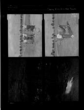 4-H Club members with cows; Clearing for E.C.C outdoor theatre (2 Negatives) 1955 [Sleeve 33, Folder d, Box 8]