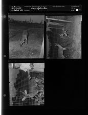 Deer-Ayden Farm (3 Negatives) (September 18, 1953) [Sleeve 15, Folder b, Box 2]
