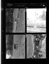 Farm Edition (4 Negatives), 1953 [Sleeve 27, Folder b, Box 2]