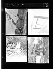 Farm Edition (4 Negatives), 1953 [Sleeve 33, Folder b, Box 2]