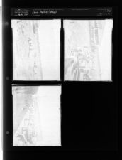 Farm Feature -- Sheep (3 Negatives) (February 20, 1954) [Sleeve 41, Folder b, Box 3]
