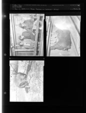 Farm Feature on Livestock -- Hogs (3 Negatives) (March 13, 1954) [Sleeve 32, Folder c, Box 3]