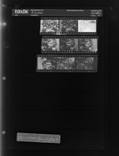 Flowers (9 Negatives) December 26 - 27, 1967 [Sleeve 10, Folder c, Box 44]