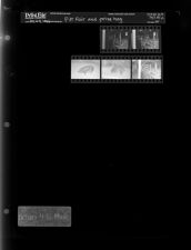 Pitt Fair and prize hog (5 Negatives), October 4-5, 1966 [Sleeve 14, Folder c, Box 41]