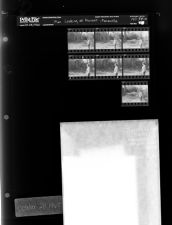 Man looking at forest - Farmville (7 Negatives), October 28, 1965 (Positives included) [Sleeve 84, Folder a, Box 38]