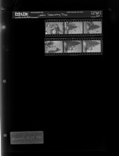 Ladies decorating Christmas Tree (6 Negatives), December 21-22, 1965 [Sleeve 62, Folder c, Box 38]
