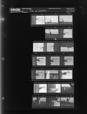 Tree at Cemetery (20 Negatives), June 23-24, 1965 [Sleeve 52, Folder c, Box 36]