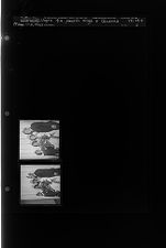 4-H Health Kings & Queens (2 Negatives), May 1-2, 1962 [Sleeve 3, Folder e, Box 29]