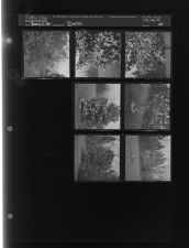 Bushes (7 Negatives) (January 23, 1961) [Sleeve 55, Folder a, Box 26]