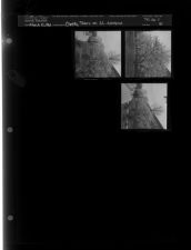 Cherry Trees on EC. Campus (3 Negatives) (March 15, 1961) [Sleeve 31, Folder c, Box 26]