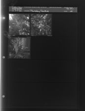 Thursday feature (3 Negatives (July 7, 1960) [Sleeve 22, Folder c, Box 24]