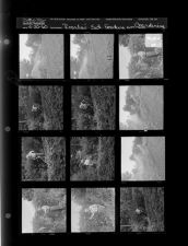 Rosalie's Saturday feature on gardening (12 Negatives (August 20, 1960) [Sleeve 58, Folder d, Box 24]