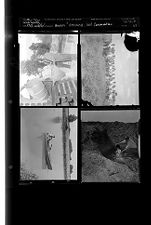 Soil Conservation; Stream Stocking (4 Negatives) 1950s, undated [Sleeve 67, Folder b, Box 22]