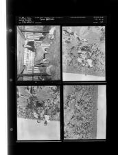Farm Edition (4 Negatives) 1950s, undated [Sleeve 33, Folder a, Box 21]