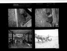 Farm Edition (4 Negatives) 1950s, undated [Sleeve 48, Folder a, Box 21]