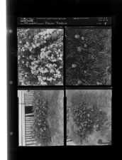 Flower Feature (4 Negatives) 1950s, undated [Sleeve 18, Folder b, Box 21]
