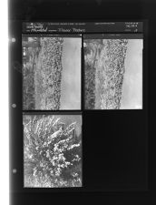 Flower Feature (3 Negatives) 1950s, undated [Sleeve 19, Folder b, Box 21]