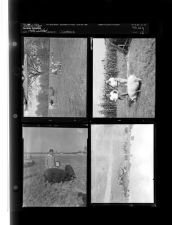 Livestock (4 Negatives) 1950s, undated [Sleeve 12, Folder g, Box 21]