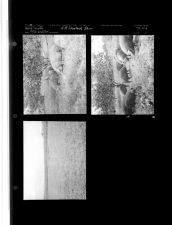4 - H Livestock Show (3 Negatives) 1950s, undated [Sleeve 13, Folder g, Box 21]