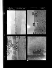 4 - H Livestock Show (4 Negatives) 1950s, undated [Sleeve 14, Folder g, Box 21]