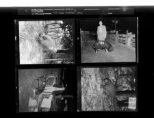 4 - H Livestock Show (4 Negatives) 1950s, undated [Sleeve 17, Folder g, Box 21]