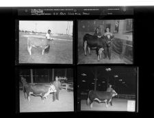 4 - H Livestock Show (4 Negatives) 1950s, undated [Sleeve 18, Folder g, Box 21]