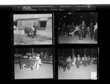 4 - H Livestock Show (4 Negatives) 1950s, undated [Sleeve 19, Folder g, Box 21]