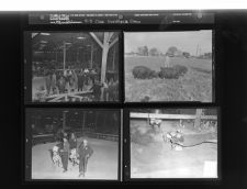 4 - H Livestock Show (4 Negatives) 1950s, undated [Sleeve 20, Folder g, Box 21]