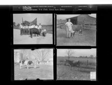 4 - H Livestock Show (4 Negatives) 1950s, undated [Sleeve 21, Folder g, Box 21]