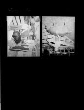 Pigs (2 Negatives) 1950s, undated [Sleeve 27, Folder k, Box 21]