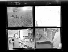 Pigs (4 Negatives) 1950s, undated [Sleeve 28, Folder k, Box 21]