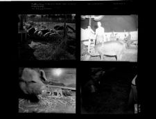 Pigs (4 Negatives) 1950s, undated [Sleeve 29, Folder k, Box 21]