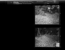Potatoes Dumped (2 Negatives) 1950s, undated [Sleeve 47, Folder k, Box 21]