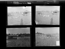 Poultry Farm (4 Negatives) 1950s, undated [Sleeve 48, Folder k, Box 21]