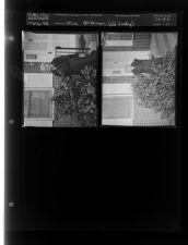 Miss Strawen (2 Negatives (June 6, 1959) [Sleeve 11, Folder b, Box 18]