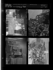 Orange tree (4 Negatives (January 14, 1959) [Sleeve 24, Folder a, Box 17]