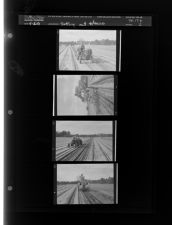 Setting out tobacco (4 Negatives (April 16, 1959) [Sleeve 2, Folder e, Box 17]