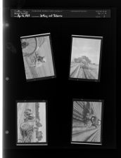 Setting out tobacco (4 Negatives (April 16, 1959) [Sleeve 3, Folder e, Box 17]