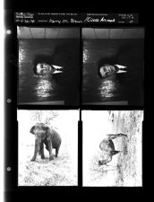 Harry M. Brown; Circus animals (4 Negatives (April 30, 1959) [Sleeve 44, Folder e, Box 17]