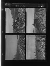 Birds in field (4 Negatives (December 17, 1958) [Sleeve 37, Folder d, Box 16]