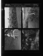 Pollinating flowers (4 Negatives) (July 25, 1958) [Sleeve 47, Folder d, Box 15]
